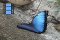 Scene 30_Morpho peleides in a concrete ditch